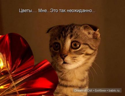 Петък Funny Cats & Dogs