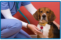 Cardiologie veterinară a bolii de inimă la câini și pisici