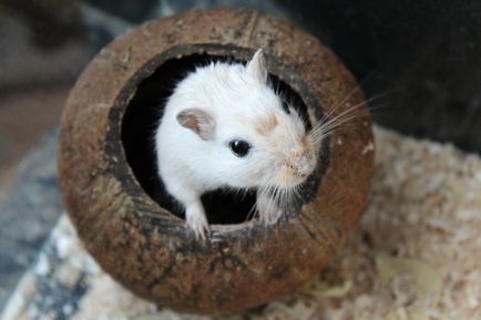 Alegeți un animal de companie prietenos cu gerbil