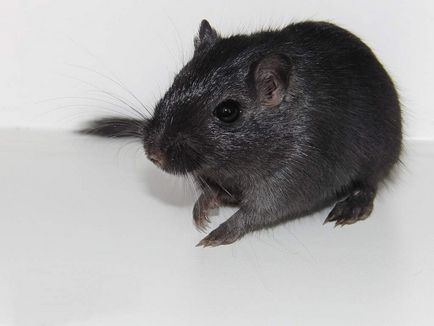 Alegeți un animal de companie prietenos cu gerbil