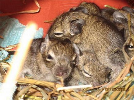 Hrănirea cu degus, totul despre degu