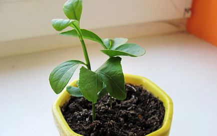 Вирощування і догляд за цитрусовими