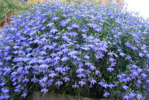 Lobelia crescândă din semințe pe teren deschis și acasă (recomandări foto și video)