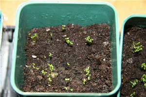 Lobelia crescândă din semințe pe teren deschis și acasă (recomandări foto și video)