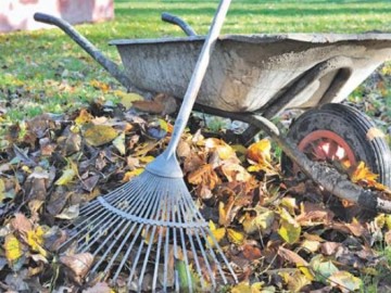 Cultivarea legumelor - sfaturi și secrete pentru grădinari