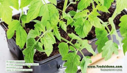 Вирощування помідор - як уникнути помилок новачкам, сайт про сад, дачі і кімнатних рослинах