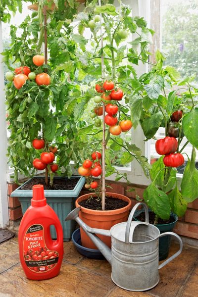 Вирощування помідорів на балконі особливості культури і вирощування її на балконі, сорти томатів,