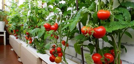 Вирощування помідорів на балконі особливості культури і вирощування її на балконі, сорти томатів,