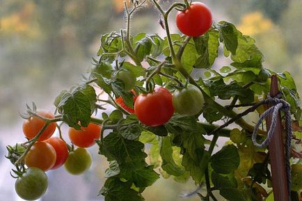 Roșiile cultivate pe balcon prezintă o cultură și o cresc pe balcon, soiuri de roșii,