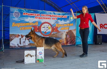 Spectacolul de câine în nisip