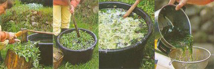 Rădăcină și rădăcină de răsaduri de răsaduri de roșii în seră înainte și după plantare