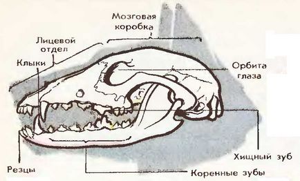 A külső szerkezet az emlős csontváz és az izmok a hazai kutya például a legnagyobb portál