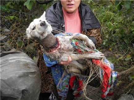 În Odessa, un câine a fost salvat, în gâtul căruia o canning poate crește, știri în lume