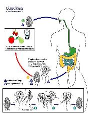 Tot ce trebuie să știți despre Lamblia, Giardiasis și tratamentul său