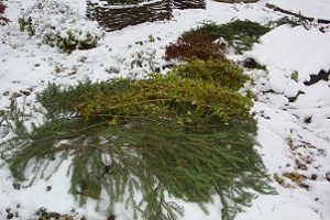 Tot ce trebuie să știți despre plantare, îngrijire medicală și în creștere heather