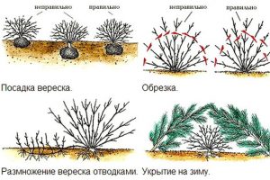 Tot ce trebuie să știți despre plantare, îngrijire medicală și în creștere heather