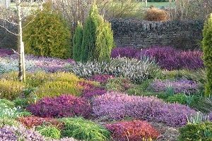 Tot ce trebuie să știți despre plantare, îngrijire medicală și în creștere heather