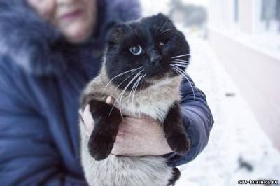 Mindent a macskák - gyöngy