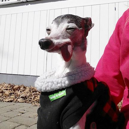 Faceți cunoștință cu zappa, un câine cu două fețe, cu o limbă foarte flexibilă și lungă