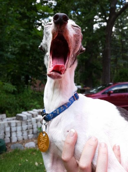 Зустрічайте Заппа, собаку-двійника сида, у якій дуже гнучкий і довгий язик