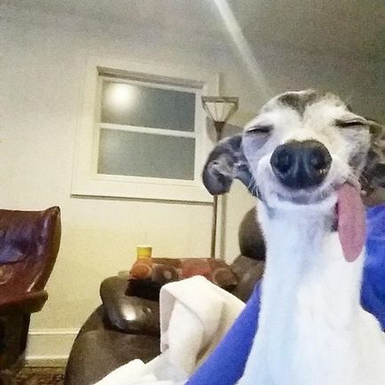 Зустрічайте Заппа, собаку-двійника сида, у якій дуже гнучкий і довгий язик