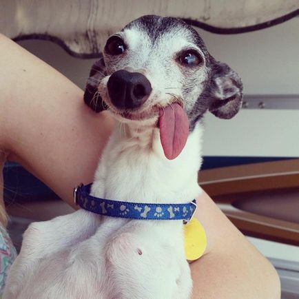 Meet Zappa, dupla kutya Sid, ami nagyon rugalmas és hosszú nyelvét