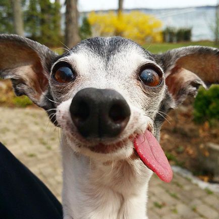 Faceți cunoștință cu zappa, un câine cu două fețe, cu o limbă foarte flexibilă și lungă
