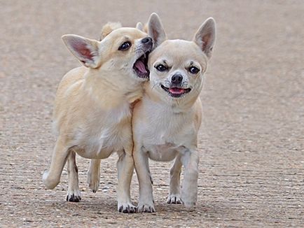 Viscos Chihuahua