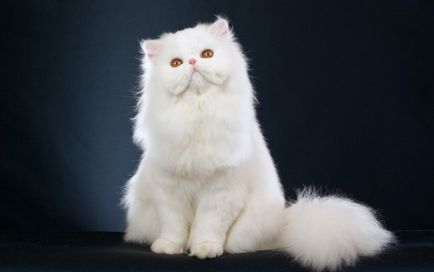Хочу купити кішку яку, де і за скільки тема - журнал - розваги та відпочинок в Молдові