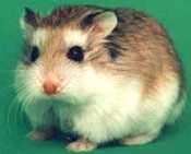 Hamster Roborovsky, sau hamster pitic