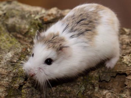 Descrierea robocopică a hamsterului, îngrijire și conținut, caracteristici distinctive