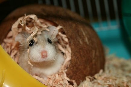 Descrierea robocopică a hamsterului, îngrijire și conținut, caracteristici distinctive