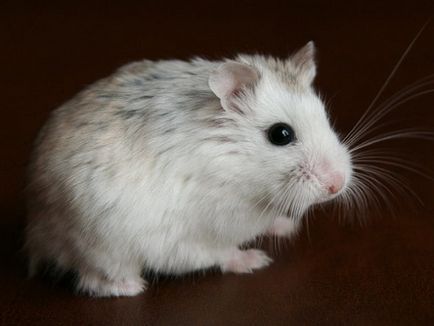 Descrierea robocopică a hamsterului, îngrijire și conținut, caracteristici distinctive