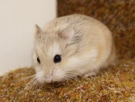 Descrierea robocopică a hamsterului, îngrijire și conținut, caracteristici distinctive