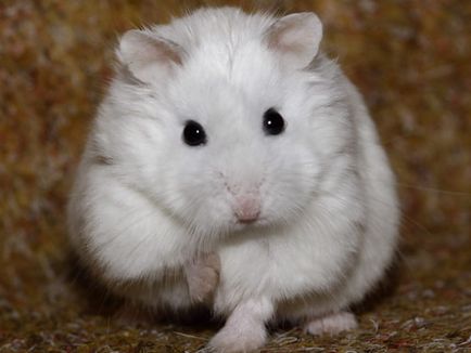 Descrierea robocopică a hamsterului, îngrijire și conținut, caracteristici distinctive