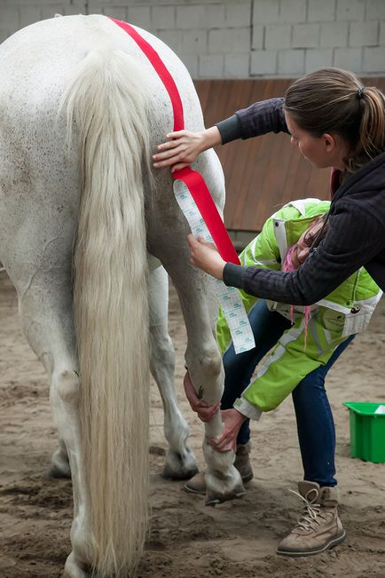 Sántaság lovak okoz és kezelés - a fiziológiai teip Oroszország
