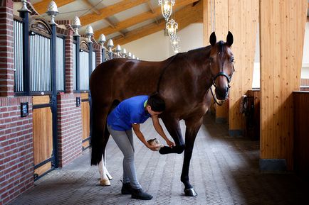 Sántaság lovak okoz és kezelés - a fiziológiai teip Oroszország
