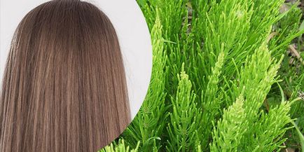 Хвощ польовий для волосся лікувальні властивості і застосування настою трави