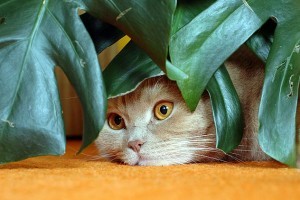 Plante otrăvitoare pentru pisici