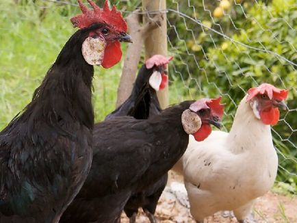 Ouă rase de găini - descriere și beneficii