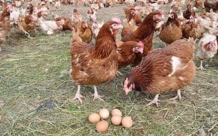Ouă rase de găini - descriere și beneficii