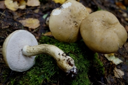 Жовчний гриб - форум, їстівні гриби і грибні опису, фото, рецепти приготування