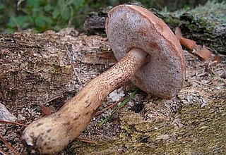Жовчний гриб - їстівний чи ні помилковий білий гриб фото і опис