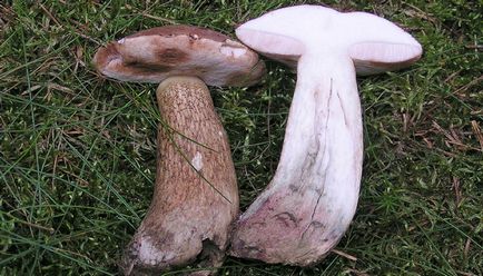 Ciuperca biliară - fotografie și descriere ciupercă comestibile sau nu