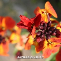 Zheltofiol, sau lakfiol, fotografie, catalog de plante de gradina