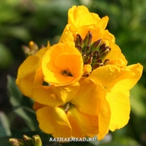 Zheltofiol, sau lakfiol, fotografie, catalog de plante de gradina