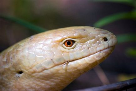 Жовтопузик і веретеніци нешкідливі двійники змій, zoodom