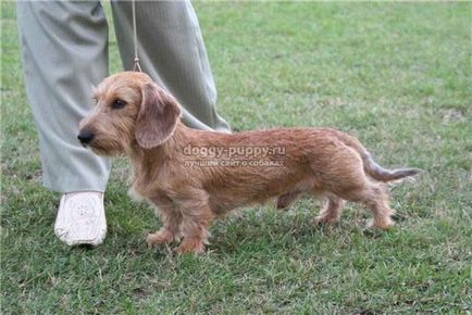 Dachshund fotografie, preț și caracteristici - lumea animalelor