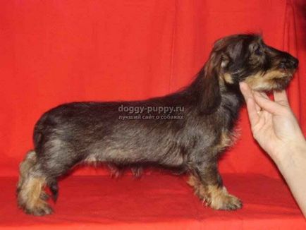 Dachshund fotografie, preț și caracteristici - lumea animalelor