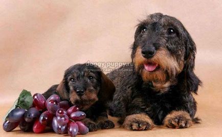 Dachshund fotografie, preț și caracteristici - lumea animalelor